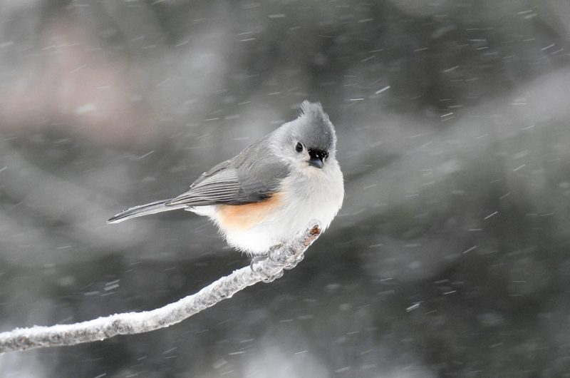 How Birds Survive Minnesota Winters Without Migrating