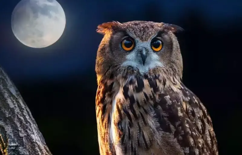How Owls in Oregon Hunt So Efficiently at Night