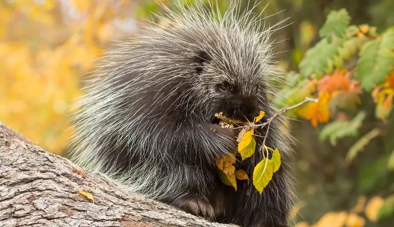 How Porcupines Survive Long Winters on Tree Bark in Maine