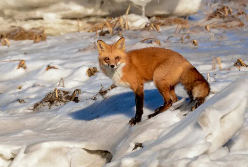 How Red Foxes Use Snow to Their Advantage in Vermont