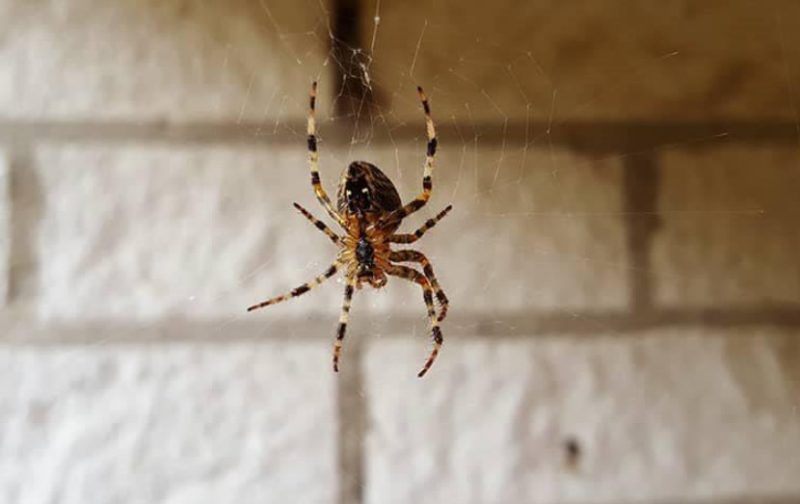 How Spiders Detect Vibration Indoors in Illinois