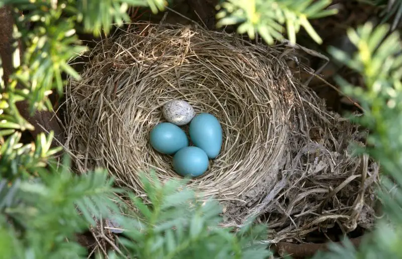 Is It Illegal to Interfere With Bird Nests in Massachusetts