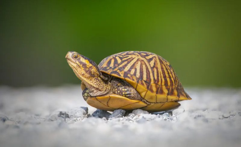 Is It Legal to Keep Wild Turtles as Pets in Florida?