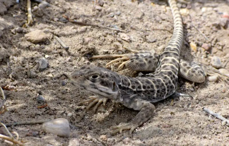 Lizards in Washington State