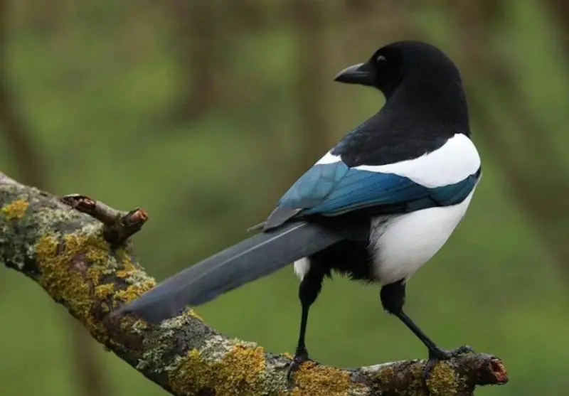 Magpies in Washington