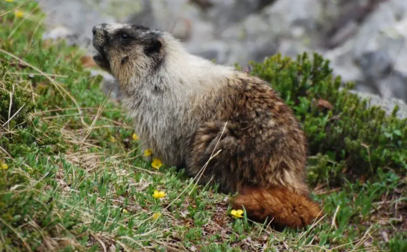 Marmots in Montana
