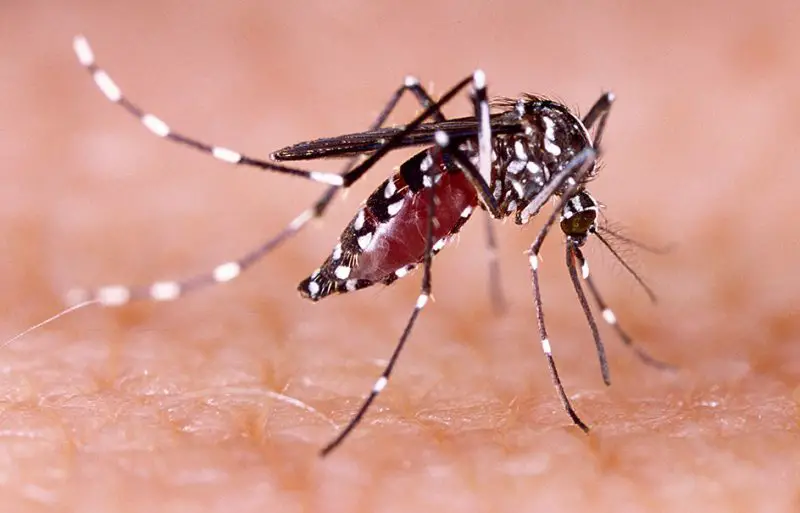 Mosquito Bites in Arizona