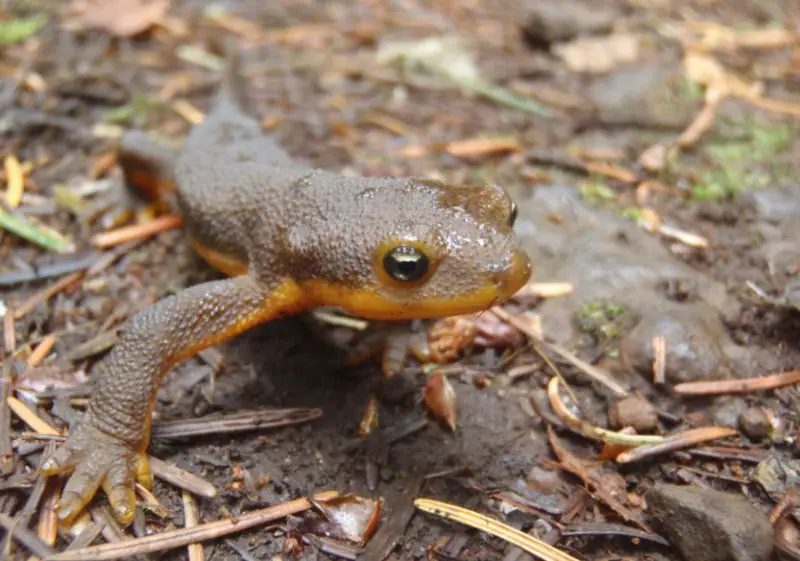 Newts in Oregon