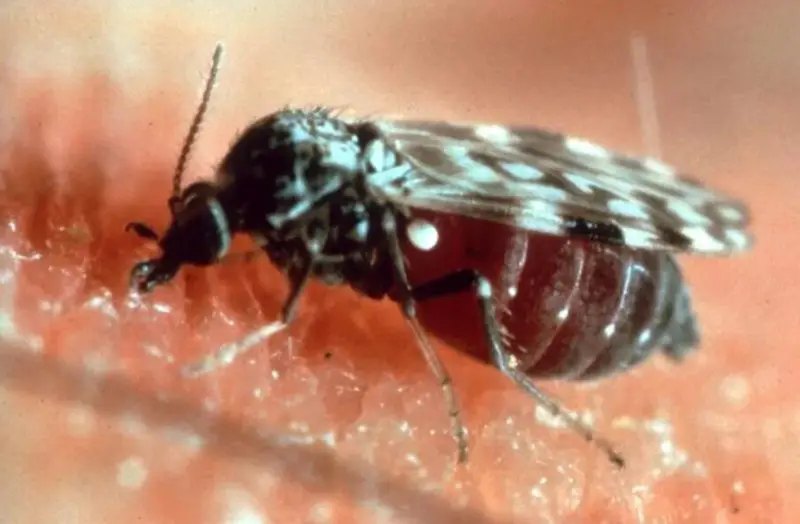 No-See-Um Bites in Georgia