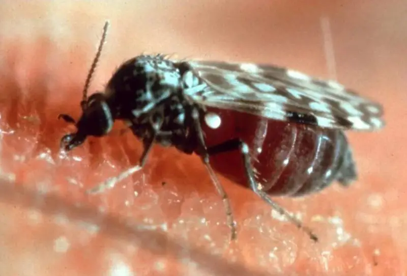 No-See-Ums in South Carolina