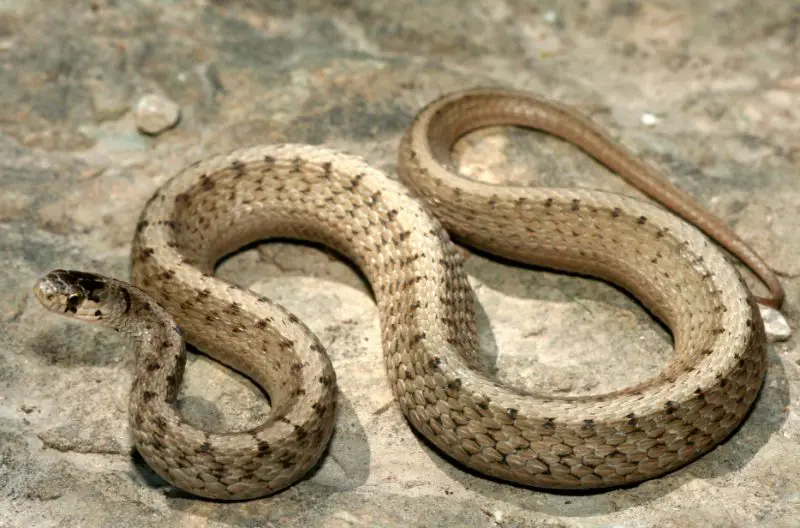 Brown Snakes in North Carolina