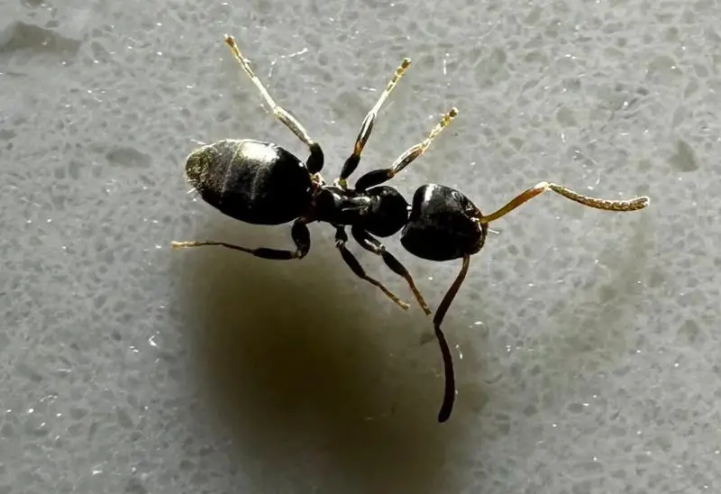 Odorous House Ants Keep Appearing in Virginia Bathrooms