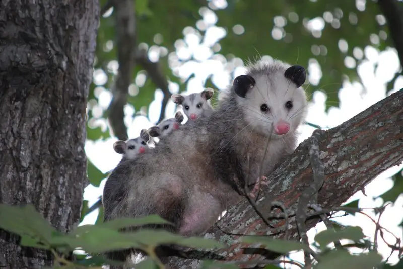 Opossums in Ohio