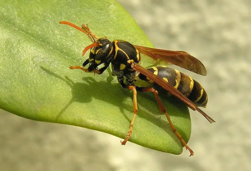 Paper Wasps in Texas