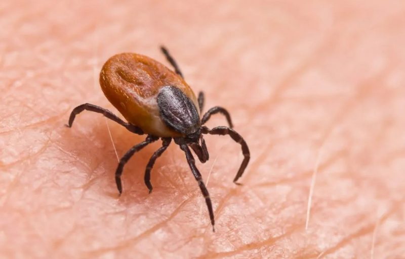 Pennsylvania’s Deer Ticks