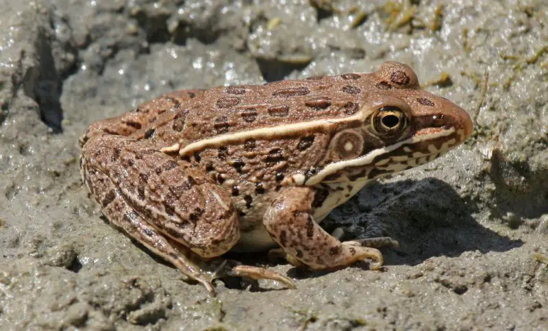 Types of Frogs in Ohio
