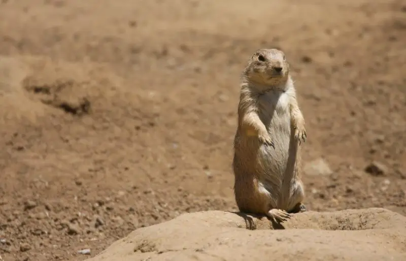 Prairie Dogs in Wyoming