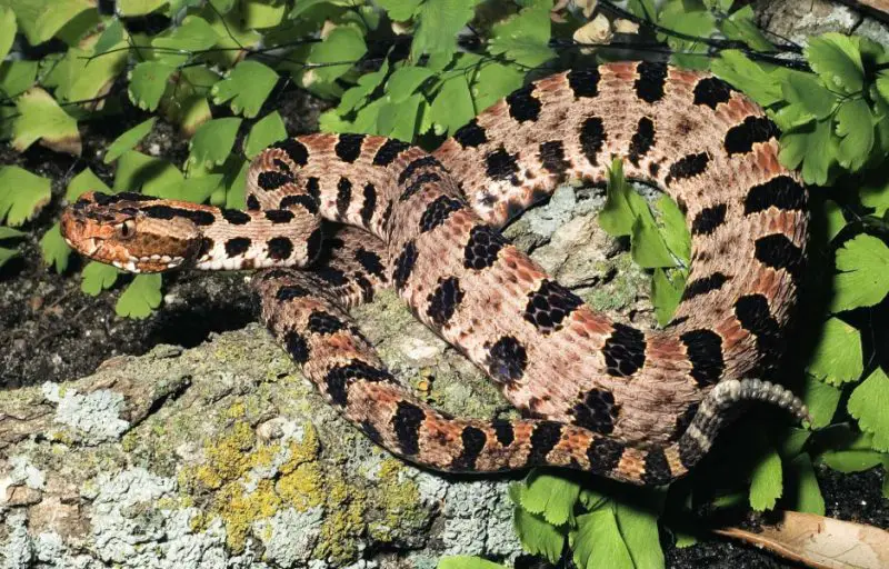 Pygmy Rattlesnake Sightings in Texas