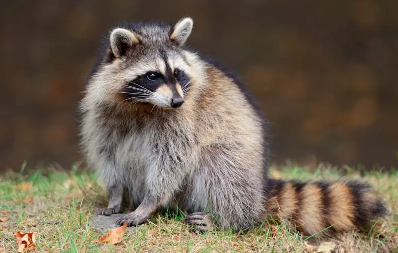 Raccoons in North Carolina