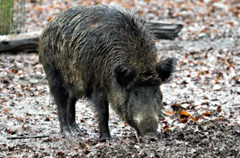 Types of Feral Pigs in Georgia