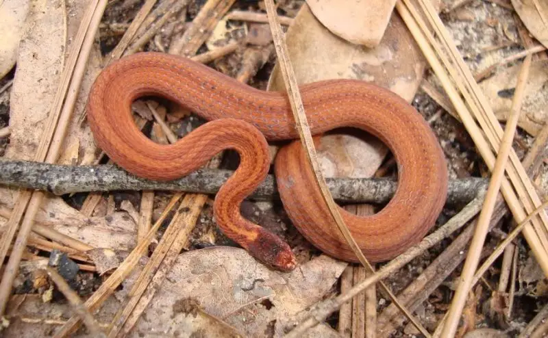 Brown Snakes in North Carolina