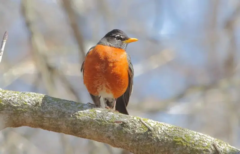 Robins in Virginia