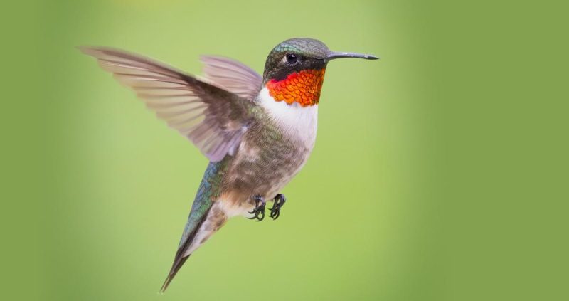 Hummingbirds in Oklahoma