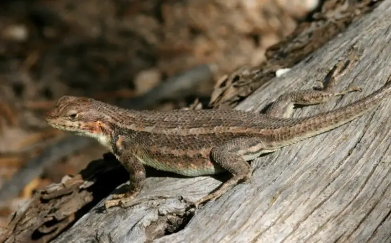 Lizards in Washington State