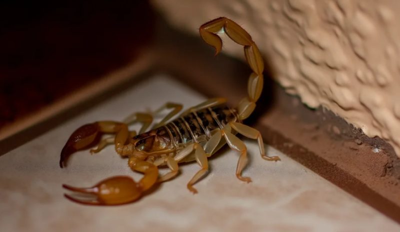 Scorpion Stings in New Mexico