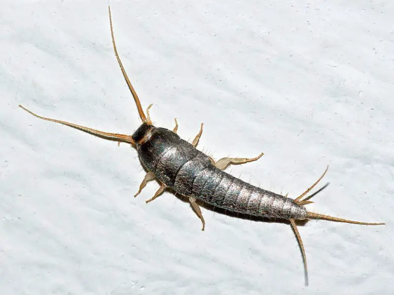Why Silverfish Suddenly Appear in South Dakota Bathrooms