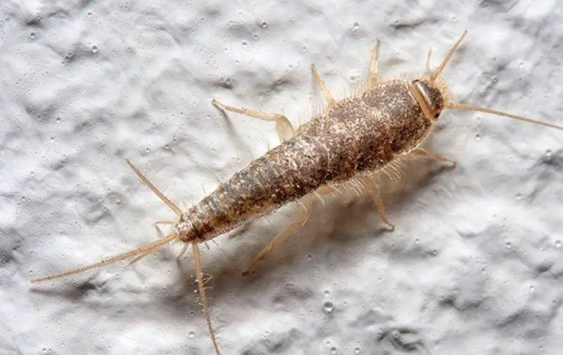 Silverfish Activity in Virginia