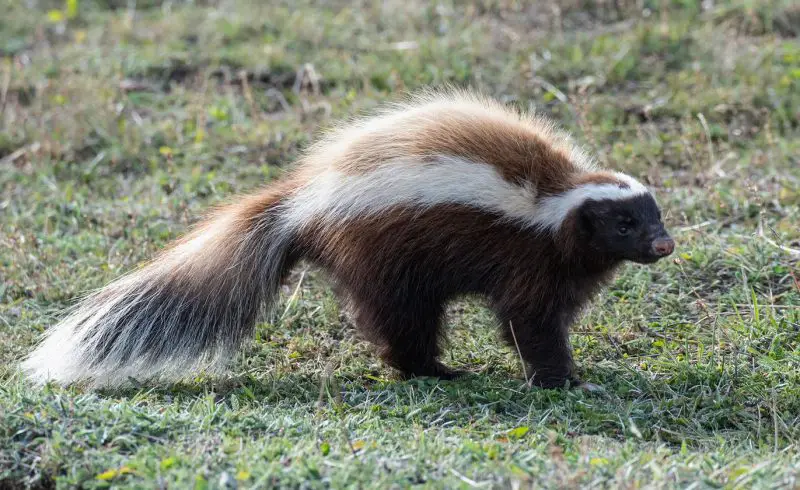 Skunks in Florida