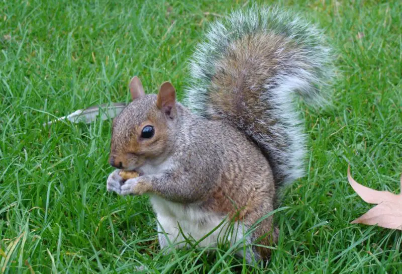 Squirrels in North Carolina