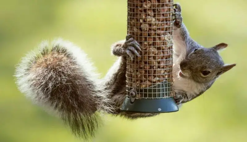 Squirrels in Pennsylvania