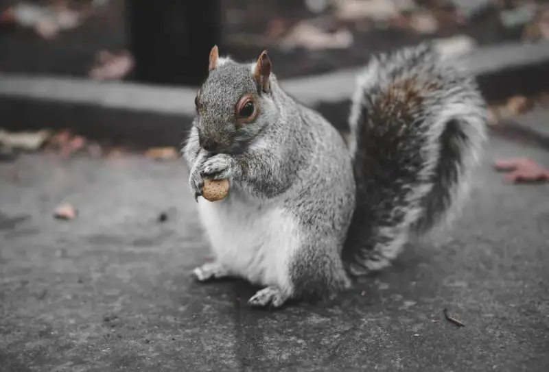 Squirrels in Virginia