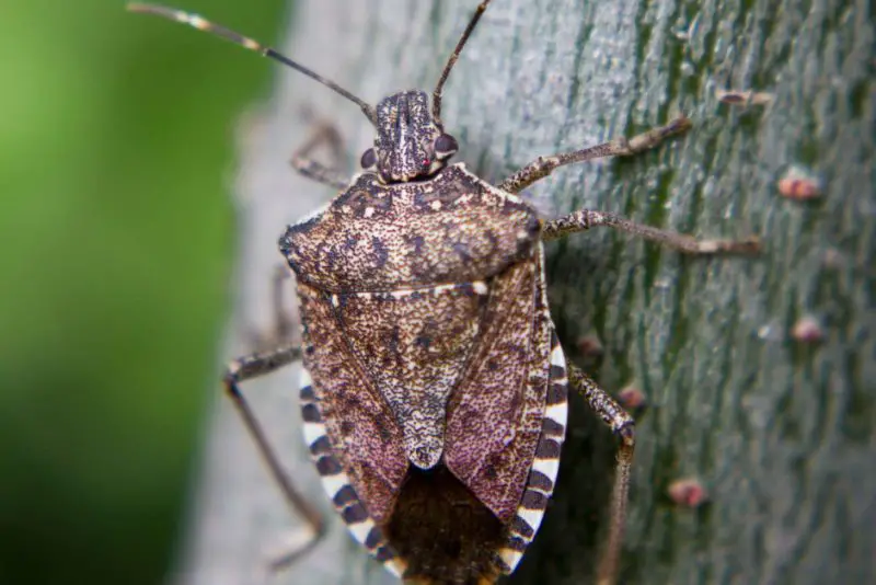 Stink Bug Swarms in Oklahoma
