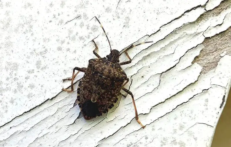 Stink Bug Swarms in Delaware