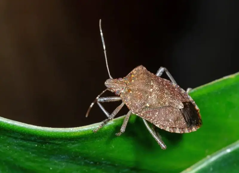 Stink Bug Swarms in Iowa