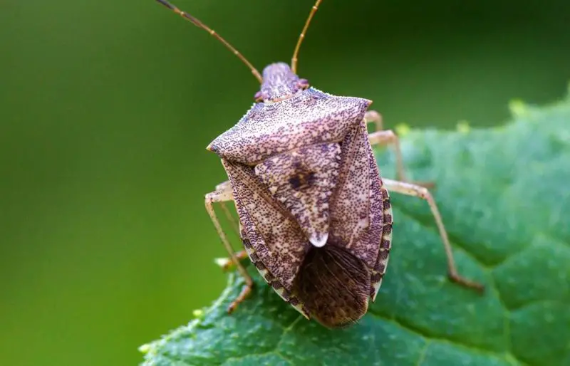 Stink Bug Swarms in Minnesota