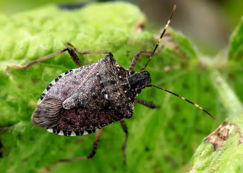 Stink Bugs in Vermont