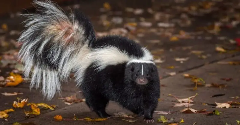 Types of Skunks in New Hampshire