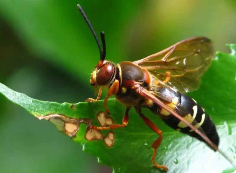 The Surprising Role Cicada Killer Wasps Play in Ohio