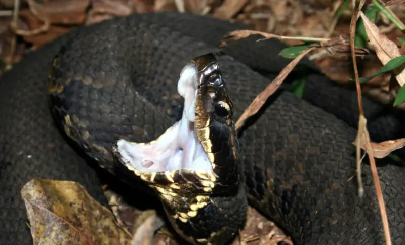 The Survival Skills Cottonmouths Use Along Louisiana Bayous
