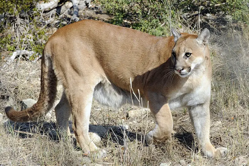 The Truth About Mountain Lion Populations in Texas
