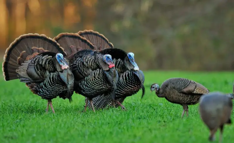 Those Strange Wild Turkey Displays Showing Up Around Texas Neighborhoods