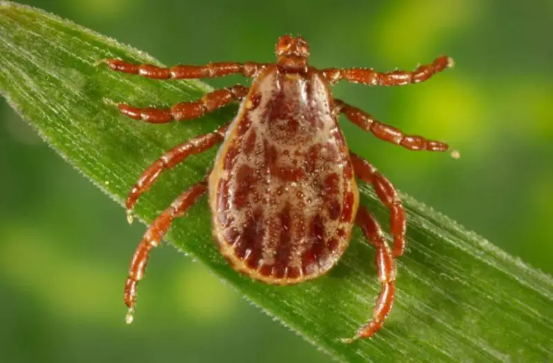 Tick Bites in Colorado