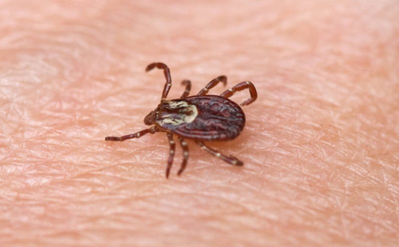 Tick Bites in Oregon