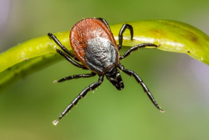Tick Bites in Virginia