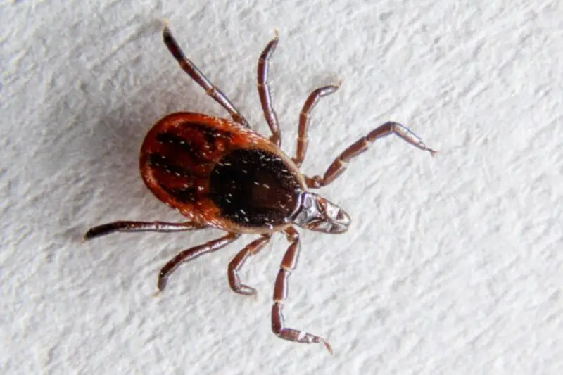 Tick Prevention