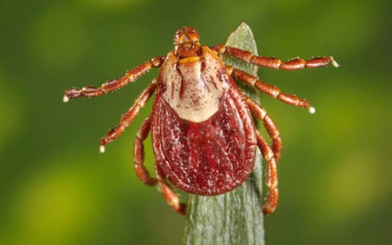 Tick Risk Is Rising Across Montana